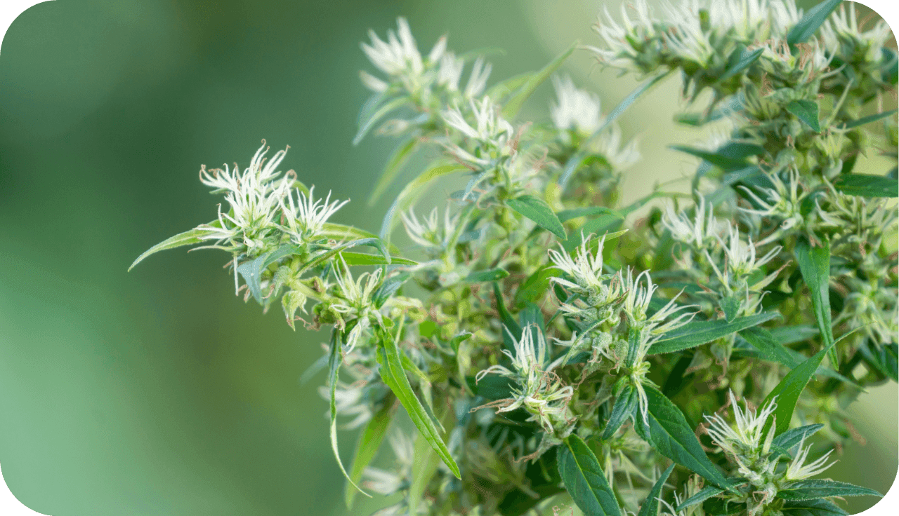 Nahaufnahme einer Cannabispflanze